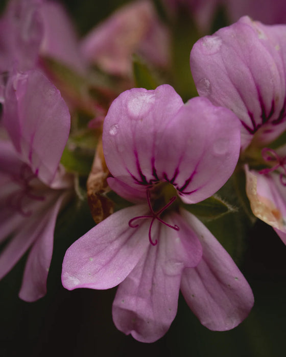 Gara Rose Geranium | Undiluted Hydrosol